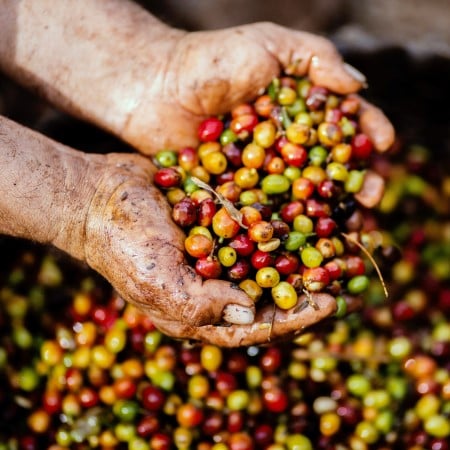 close-up-coffee-bean-crops-1459339.jpg